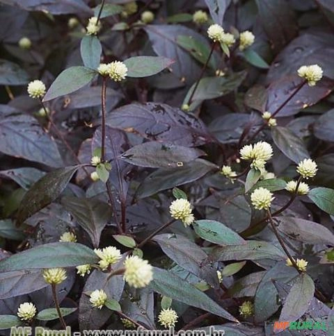 LUTIELA (Alternanthera brasiliana) Imagem LUTIELA (Alternanthera brasiliana)