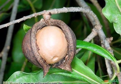 MACADÂMIA (Macadamia integrifolia) Imagem MACADÂMIA (Macadamia integrifolia)