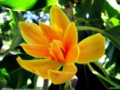 MAGNOLIA AMARELA (Magnolia champaca) Imagem MAGNOLIA AMARELA (Magnolia champaca)