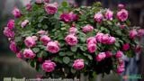 MINI ROSA (Rosa chinensis) 