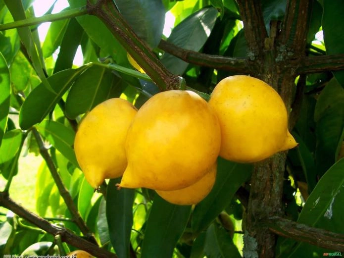 MANGOSTÃO AMARELO  (Garcinia cochinchinensis)  Imagem MANGOSTÃO AMARELO  (Garcinia cochinchinensis)