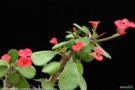 MINI COROA DE CRISTO VERMELHA  (Euphorbia milli  var. imperatae) 