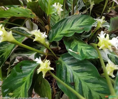 MARANTA FRANJADA (Calathea lietzei) Imagem MARANTA FRANJADA (Calathea lietzei)