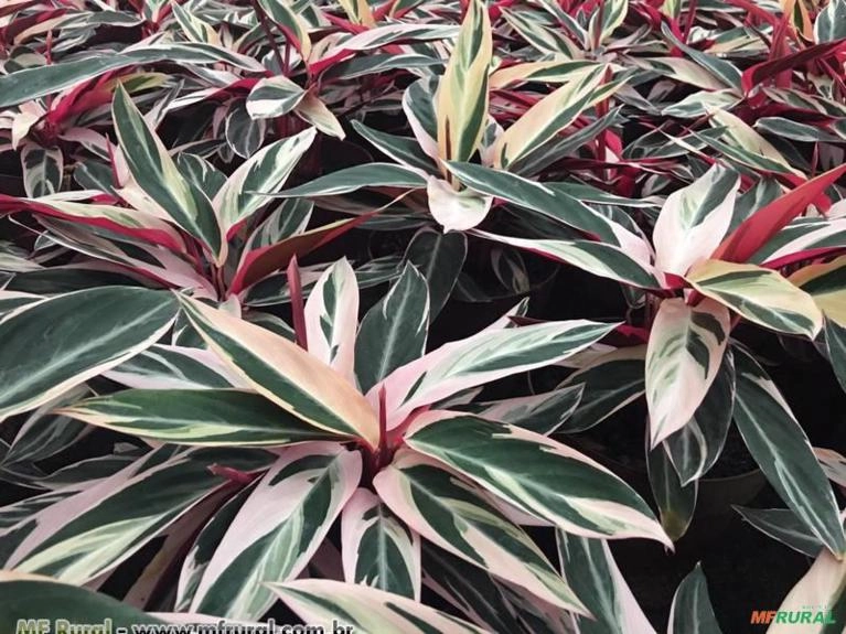 MARANTA TRICOLOR (Stromanthe thalia  Imagem MARANTA TRICOLOR (Stromanthe thalia