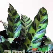 MARANTHA CASCAVEL (Calathea lancifolia) Imagem MARANTHA CASCAVEL (Calathea lancifolia)