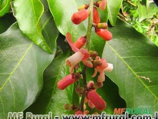 MARINHEIRO DO BREJO (Guarea macrophylla) Imagem MARINHEIRO DO BREJO (Guarea macrophylla)