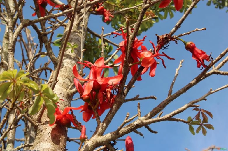 MATA PAU (Spitotheca passifloroides)  Imagem MATA PAU (Spitotheca passifloroides)