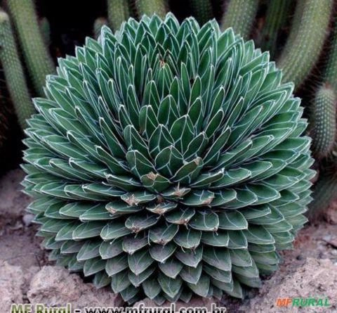 AGAVE REGINAE (Agave victoriae-reginae) Imagem AGAVE REGINAE (Agave victoriae-reginae)