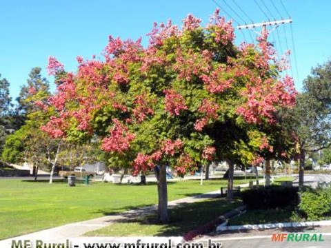ÁRVORE DA CHINA (Koelreuteria bipinnata) Imagem ÁRVORE DA CHINA (Koelreuteria bipinnata)