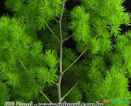 ASPARGO PLUMOSO ZIGUE ZAGUE (Asparagus myriocladus) Imagem ASPARGO PLUMOSO ZIGUE ZAGUE (Asparagus myriocladus)