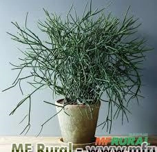 AVELOZ PALITO DE FOGO (Euphorbia tirucalli) Imagem AVELOZ PALITO DE FOGO (Euphorbia tirucalli)