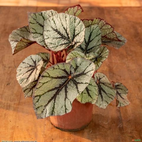 BEGONIA REX (Begonia rex) Imagem BEGONIA REX (Begonia rex)