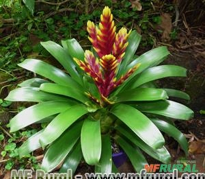 BROMELIA VRIESIA (Vriesea sp) Imagem BROMELIA VRIESIA (Vriesea sp)