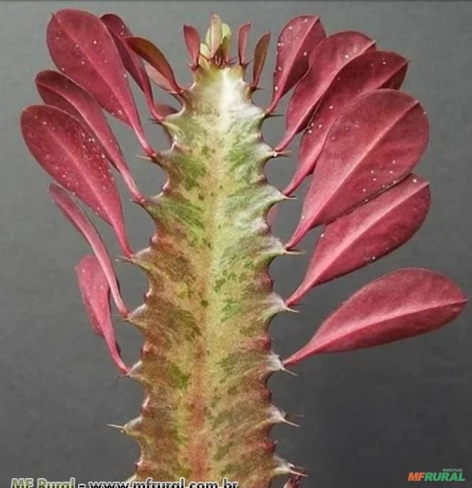 CACTO CANDELABRO - EUPHORBIA CACTUS (Euphorbia ingens)