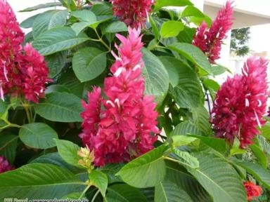 CAPOTA VERMELHA (Megaskepasma erythrochlamys) Imagem CAPOTA VERMELHA (Megaskepasma erythrochlamys)