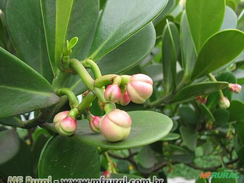 CLUSIA VARIEGATA (Clusia fluminensis) Imagem CLUSIA VARIEGATA (Clusia fluminensis)