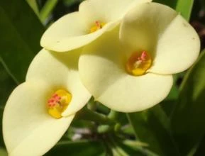 COROA DE CRISTO AMARELA (Euphorbia milii var. hislopii)