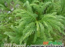 CRIPTOMERIA VERDE (Cryptomeria japonica) Imagem CRIPTOMERIA VERDE (Cryptomeria japonica)