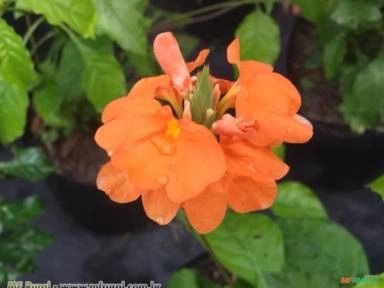 CROSSANDRA (Crossandra infundibuliformis) Imagem CROSSANDRA (Crossandra infundibuliformis)
