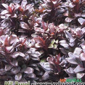 DRACENA BABY RUBRA (Cordyline terminalis) Imagem DRACENA BABY RUBRA (Cordyline terminalis)