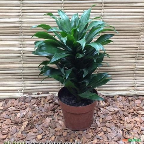 DRACENA COMPACTA (Dracaena deremensis Compacta) Imagem DRACENA COMPACTA (Dracaena deremensis Compacta)