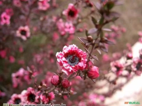 ERICA ARBUSTIVA - ERICA JAPONESA (Leptospermum scoparium) Imagem ERICA ARBUSTIVA - ERICA JAPONESA (Leptospermum scoparium)