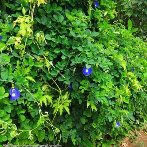 ERVILHA AZUL TREPADEIRA (Clitoria ternatea) Imagem ERVILHA AZUL TREPADEIRA (Clitoria ternatea)