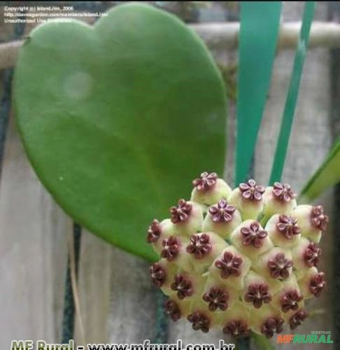 FLOR DE CERA CORAÇÃO VERDE (Hoya kerrii) Imagem FLOR DE CERA CORAÇÃO VERDE (Hoya kerrii)