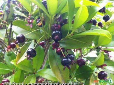 GRUMIXAMA PRETA (Eugenia brasiliensis ) Imagem GRUMIXAMA PRETA (Eugenia brasiliensis )