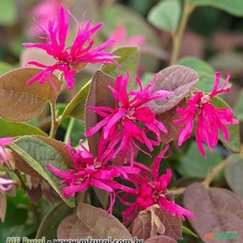 HAMAMÉLIS (Loropetalum chinense) Imagem HAMAMÉLIS (Loropetalum chinense)