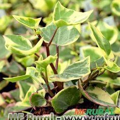 HERA DO CABO VARIEGATA (Senecio macroglossus ‘Variegatum’ DC.)