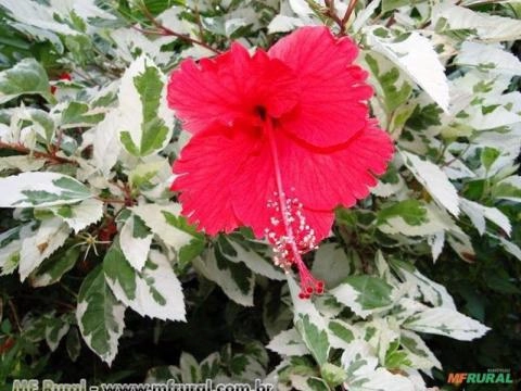 HIBISCO VARIEGATA (Hibiscus sp) Imagem HIBISCO VARIEGATA (Hibiscus sp)