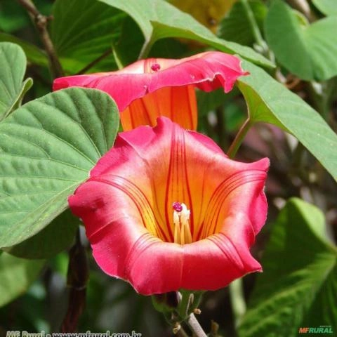 IPOMEIA AFRICANA (Stictocardia macalusoi) Imagem IPOMEIA AFRICANA (Stictocardia macalusoi)