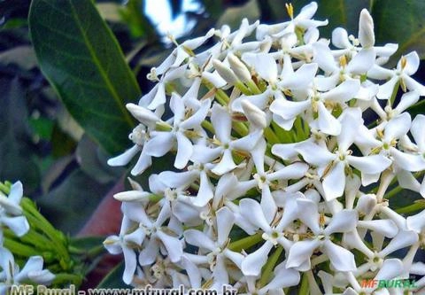 IXORA BRANCA (Ixora finlaysoniana) Imagem IXORA BRANCA (Ixora finlaysoniana)