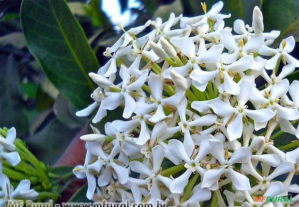 IXORA BRANCA (Ixora finlaysoniana) Imagem IXORA BRANCA (Ixora finlaysoniana)