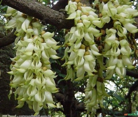 JADE BRANCA (Strongylodon macrobotrys) Imagem JADE BRANCA (Strongylodon macrobotrys)