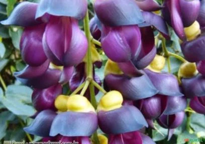 JADE NEGRA (Mucuna nigricans) Imagem JADE NEGRA (Mucuna nigricans)