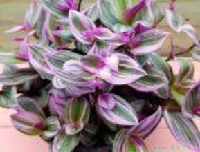 LAMBARI ROSA (Tradescantia fluminensis ‘lavender‘)