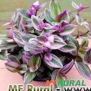 LAMBARI ROSA (Tradescantia fluminensis ‘lavender‘) Imagem LAMBARI ROSA (Tradescantia fluminensis ‘lavender‘)