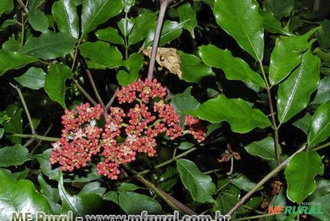 LEIA VERDE (Leea guineensis) Imagem LEIA VERDE (Leea guineensis)