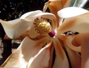 MAGNÓLIA BRANCA (Magnolia grandiflora)