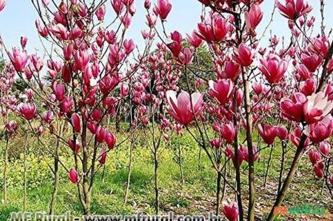 MAGNOLIA ROSA (Magnolia liliflora) Imagem MAGNOLIA ROSA (Magnolia liliflora)