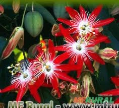MARACUJÁ ORNAMENTAL (Passiflora spp. ) Imagem MARACUJÁ ORNAMENTAL (Passiflora spp. )