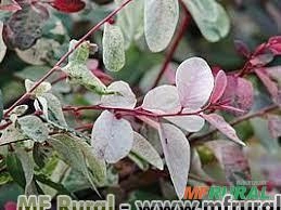 MIL CORES (Breynia disticha) Imagem MIL CORES (Breynia disticha)