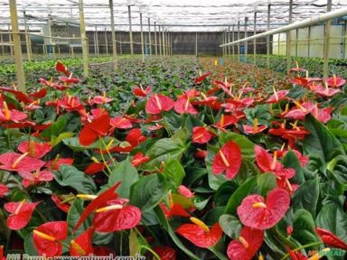 MINI ANTURIO VERMELHO (Anthurium andraeanum) Imagem MINI ANTURIO VERMELHO (Anthurium andraeanum)