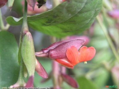 MINI SAPATINHO (Thunbergia coccinea)