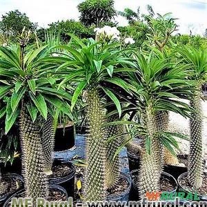 PALMEIRA DE MADAGASCAR (Pachypodium lamerei)