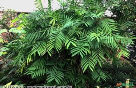 PALMEIRINHA-BAMBU (Chamaedorea microspadix)