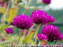PERPETUA - GONFRENA (Gomphrena globosa) Imagem PERPETUA - GONFRENA (Gomphrena globosa)