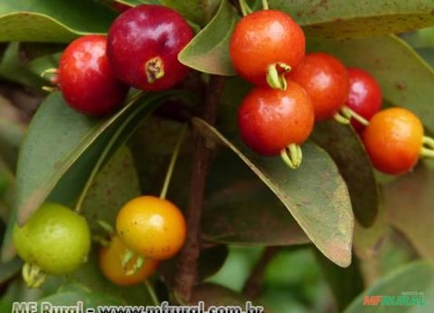 PITANGA ANÃ DO CERRADO (Eugenia pitanga) Imagem PITANGA ANÃ DO CERRADO (Eugenia pitanga)